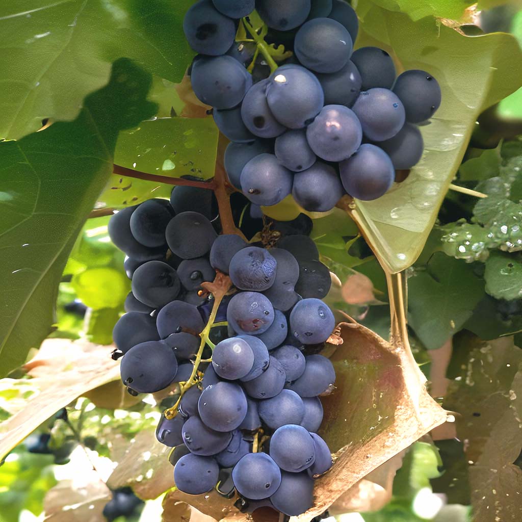 Кариньяно