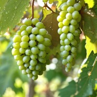 Emerald Riesling