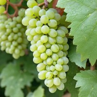 Maturana Blanca