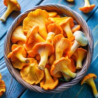 грибы лисички